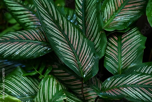 Calathea ornata leaves. Marantaceae perennial ornamental plant. The dark green leaves have two pink linear patterns along the veins.