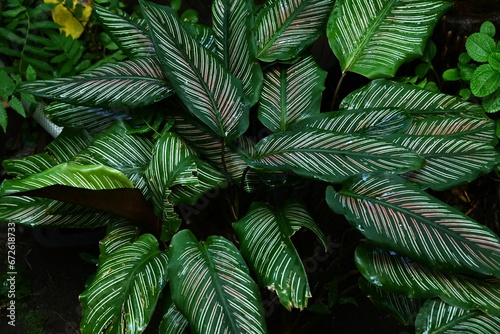 Calathea ornata leaves. Marantaceae perennial ornamental plant. The dark green leaves have two pink linear patterns along the veins.