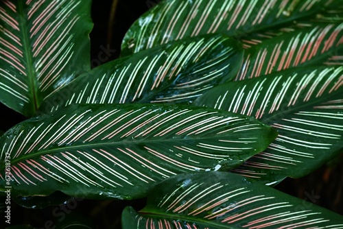 Calathea ornata leaves. Marantaceae perennial ornamental plant. The dark green leaves have two pink linear patterns along the veins.