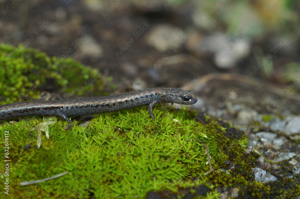 Closeup on a Californian Santa Lucia Mountains slender salamander, Batrachoseps luciae, sitting on a moss covered stone Closeup on a Californian Santa Lucia Mountains slender salamander, Batrachoseps luciae, sitting on a moss covered stone