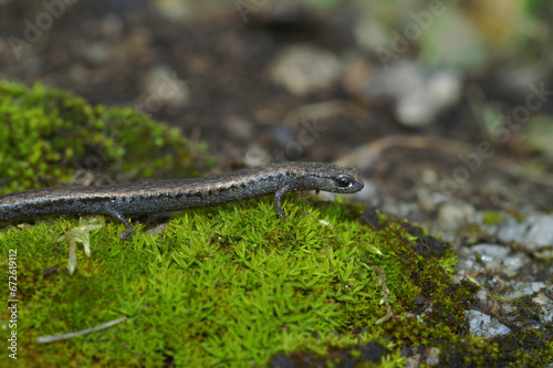 Closeup on a Californian Santa Lucia Mountains slender salamander, Batrachoseps luciae, sitting on a moss covered stone photo