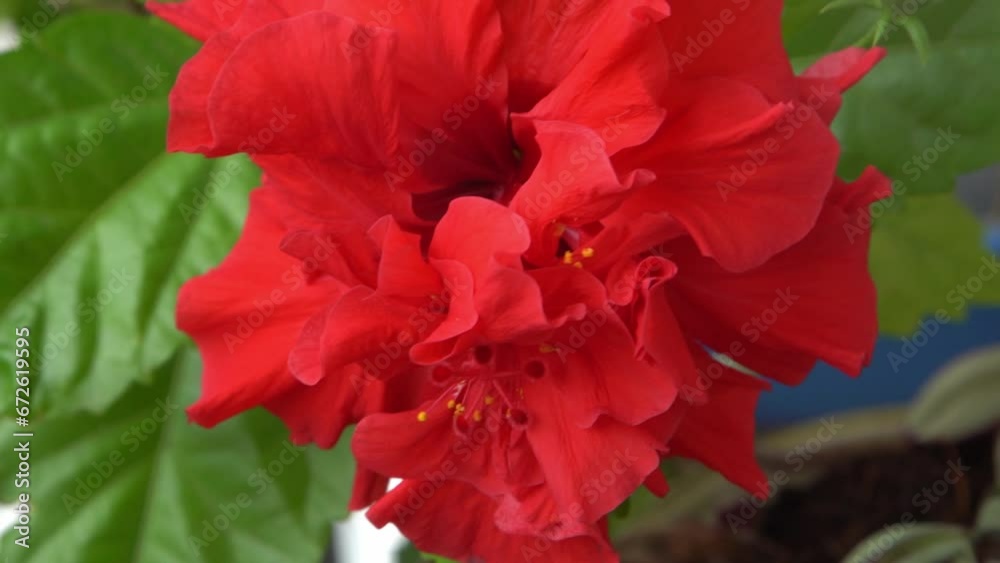 Red flower bud of Chinese hibiscus bloom. Hibiscus rosa-sinensis in garden greenery. Chinese rose or Hawaiian hibiscus botany plant. Nature gardening concept design. Green background Red flower bud of Chinese hibiscus bloom. Hibiscus rosa-sinensis in garden greenery. Chinese rose or Hawaiian hibiscus botany plant. Nature gardening concept design. Green background
