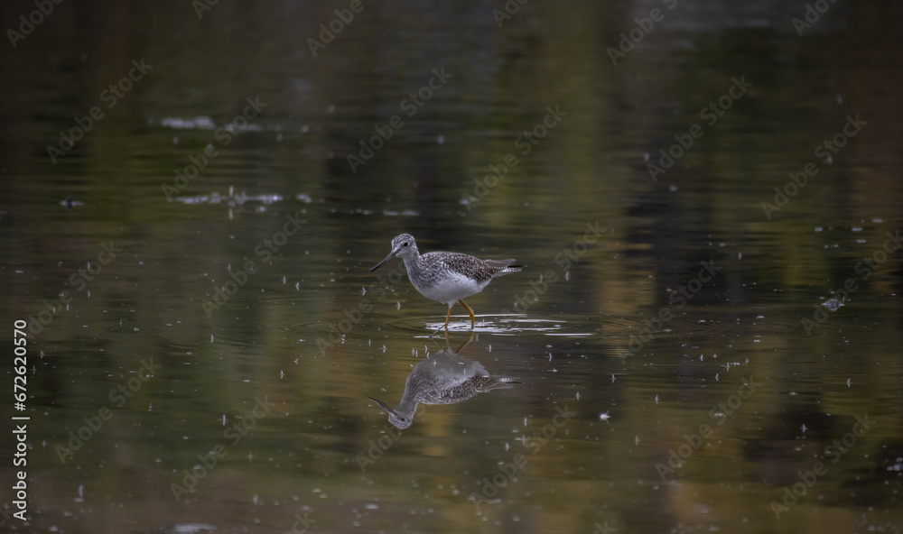 petit oiseau les pattes dans l'eau petit oiseau les pattes dans l'eau