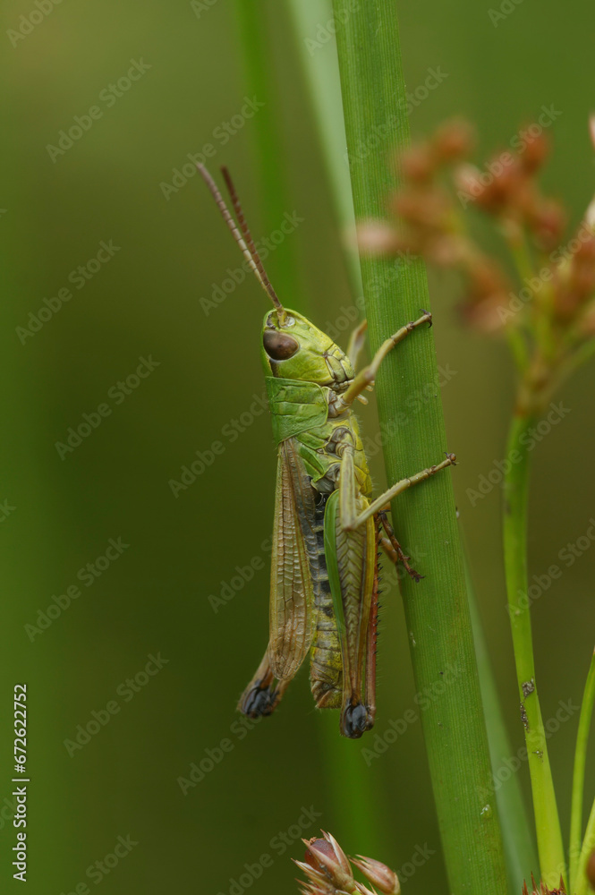Closeup on the common European Meadow grasshopper, Pseudochorthippus parallelus in the grass Closeup on the common European Meadow grasshopper, Pseudochorthippus parallelus in the grass