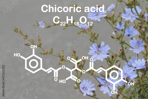 Photo of a chicory (Cichorium intybus). Simplified structural formula of chichoric acid added. photo