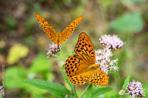 Fotografi Silver-washed fritillary (Argynnis paphia) butterflies