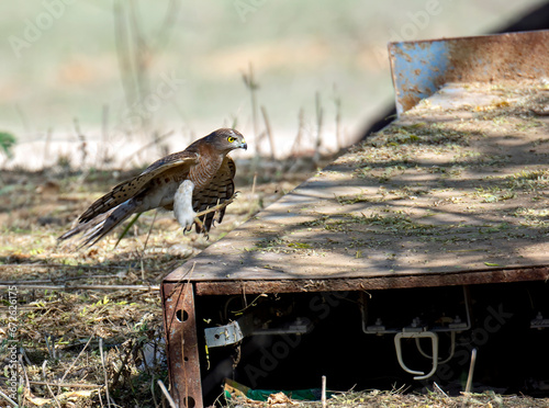 shikra in search of food