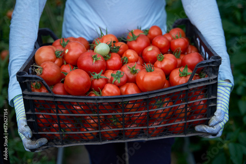 Woman holding a box of tomato crops. Farm for growing vegetables. Delivery healthy food background.