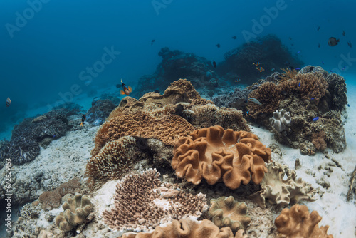 Tropical corals and fishes in transparent blue sea