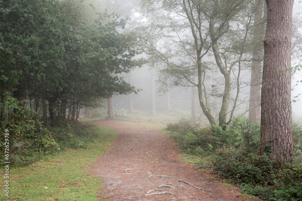 Obraz premium Stunning foggy forest late Summer landscape image with glowing mist in distance among lovely dense woodland