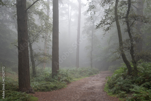 Stunning foggy forest late ...