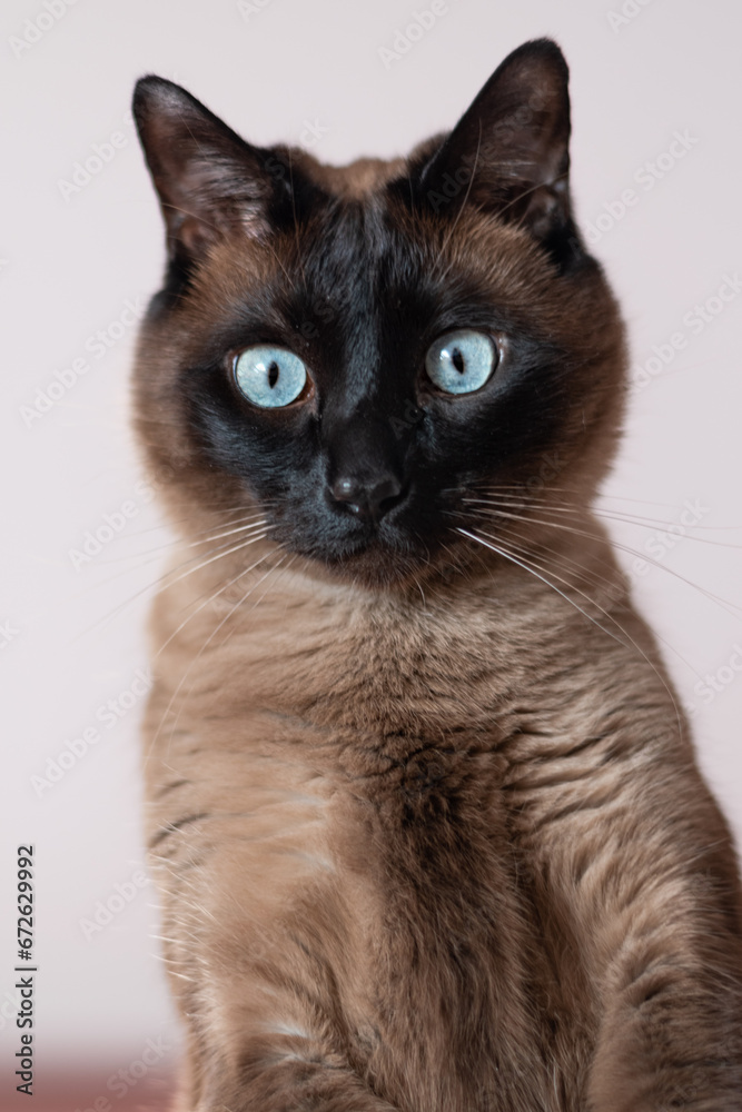 Low angle portrait of a siamese cat