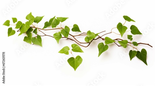  green leaves on white background