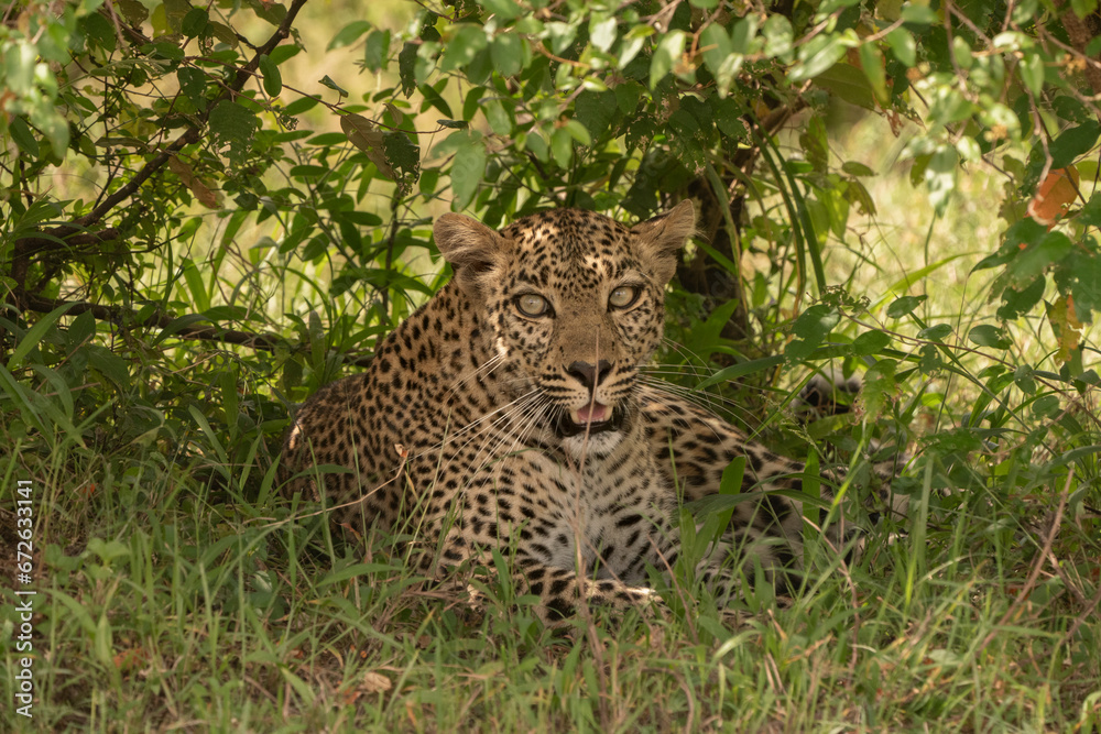 Leopard hidden in the shadows Leopard hidden in the shadows