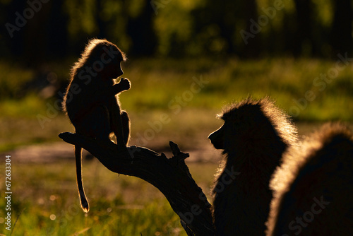 Baby baboon and mum against the evening light photo