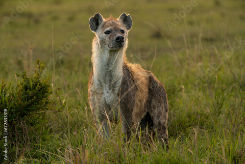 Hyena on alert for food photo