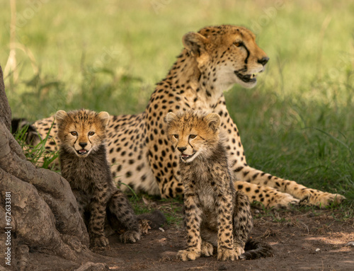 Cheetah mun abd cubs photo