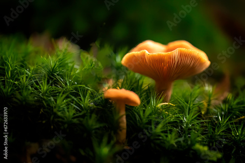Mushrooms in an autumn forest with a green background