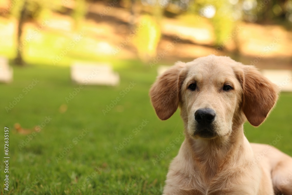 Cute Labrador Retriever puppy on green grass in park, space for text