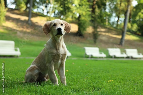 Cute Labrador Retriever puppy sitting on green grass in park, space for text
