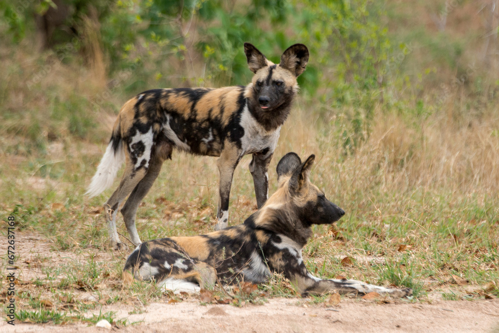 Lycaon, Lycaon pictus, Afrique du Sud Lycaon, Lycaon pictus, Afrique du Sud