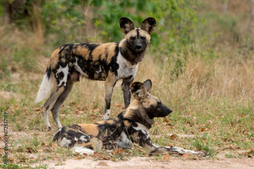 Lycaon, Lycaon pictus, Afrique du Sud