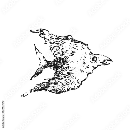 Ink illustration from sketchbook with a bird, crow. Graphic original interesting art. Can be used for background, print, tattoo, graphic element, icon, logo. Hand drawn art.