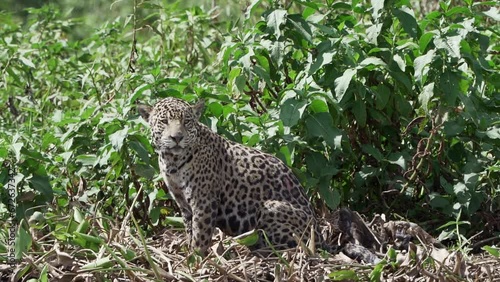 Jaguar, Panthera onca, a big solitary cat native to the Americas, hunting along the river banks of the Pantanl, the biggest swamp area of the world, near the Transpantaneira in Porto Jofre in Brazil. photo