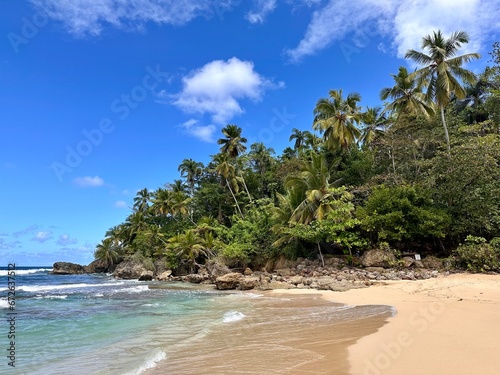 tropical wild beach with palm trees