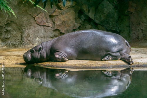 Relaxing hippopotamus with reflection in water . Hippo sleeping on stone shore. Lying hippopotamus on stone background near water.