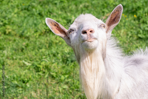 Funny portrait of white goat in green meadow background. Curious goat looking at camera.