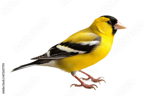 Radiant American Goldfinch Isolated on transparent background