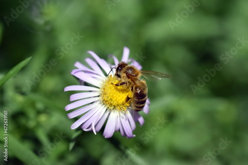 Biene auf einer Glattblatt-Aster