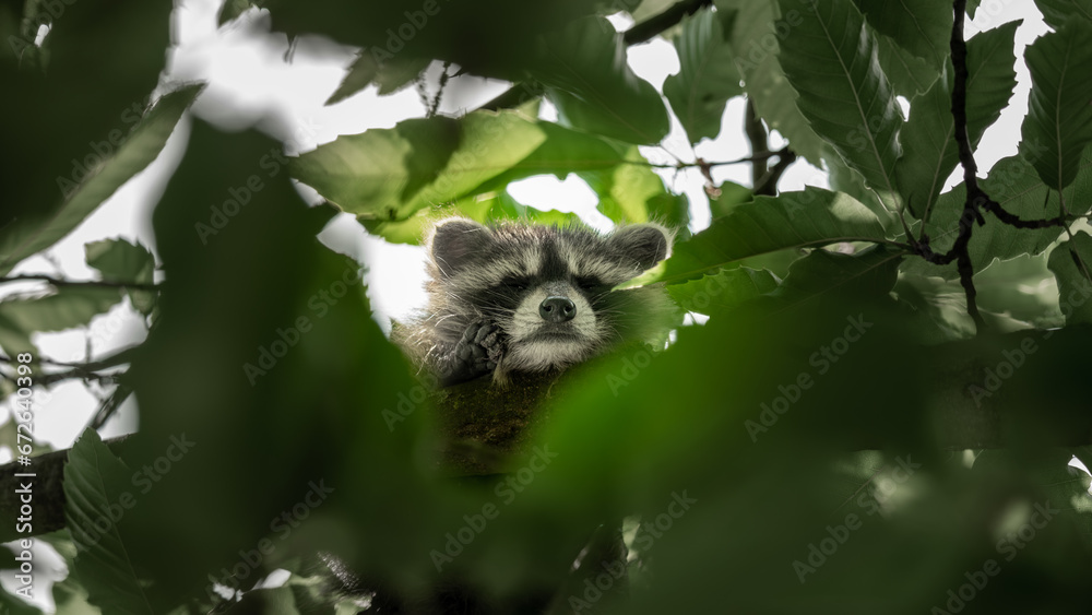 Obraz premium kleiner Waschbär, der gemütlich auf einem Baum ein schläfchen hält, Schlafender Waschbär auf einem baum