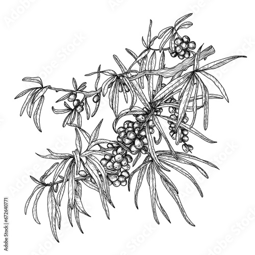 Vector illustration of a sea buckthorn branch in engraving style