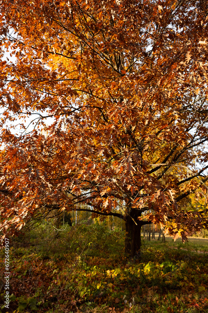 Naklejka premium Autumn oak dry brown leaves on branch nature