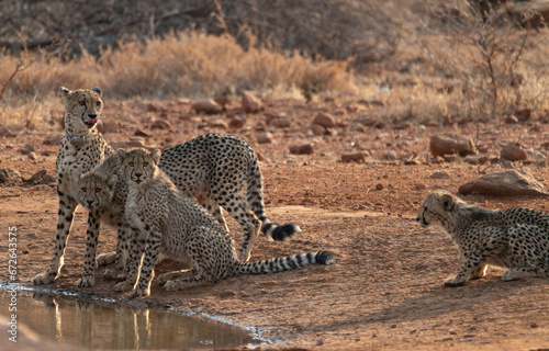 Gepard Sabi Sands Südafrika