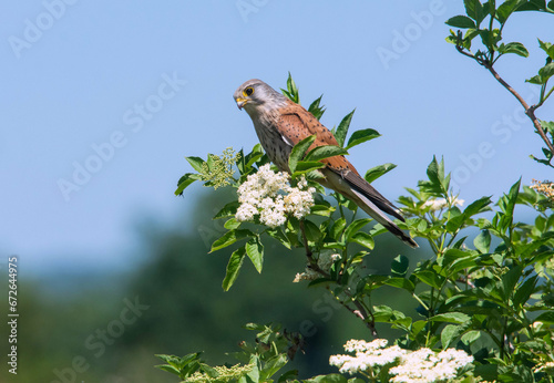 Male Kestrel (Falco tinnunculus) perched on bush  photo