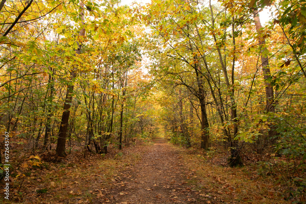 Fototapeta premium Colourful autumn forest in Hoge Kempen National Park, eastern Belgium during sunset. A walk through the wilderness in the Flanders region in November