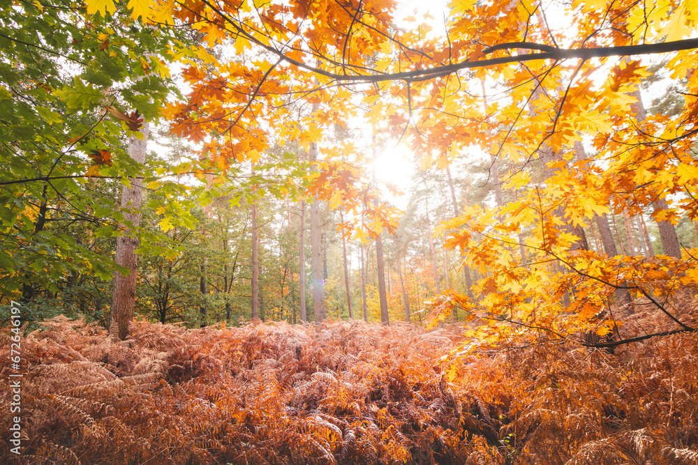 Colourful autumn forest in Hoge Kempen National Park, eastern Belgium during sunset. A walk through the wilderness in the Flanders region in November Colourful autumn forest in Hoge Kempen National Park, eastern Belgium during sunset. A walk through the wilderness in the Flanders region in November