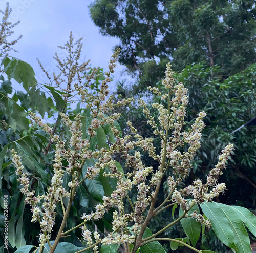 longan flower