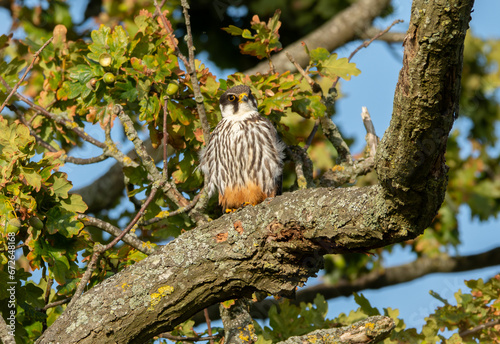Φωτογραφία Adult Hobby (Falco subbuteo) perched in an oak tree, September