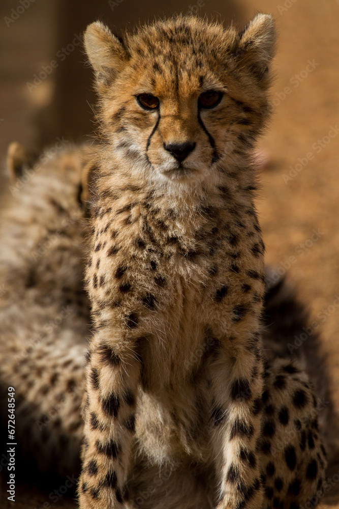 Cheetah of Africa Cheetah of Africa