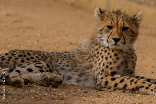 Cheetah of Africa