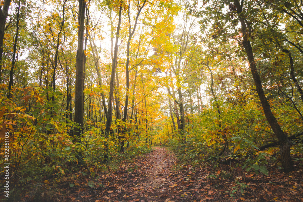 Fototapeta premium Colourful autumn forest in Hoge Kempen National Park, eastern Belgium during sunset. A walk through the wilderness in the Flanders region in November