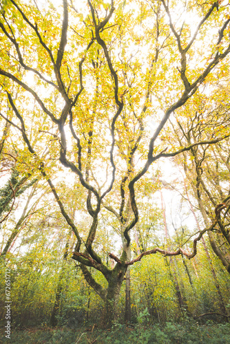 Colourful autumn forest in Hoge Kempen National Park, eastern Belgium during sunset. A walk through the wilderness in the Flanders region in November