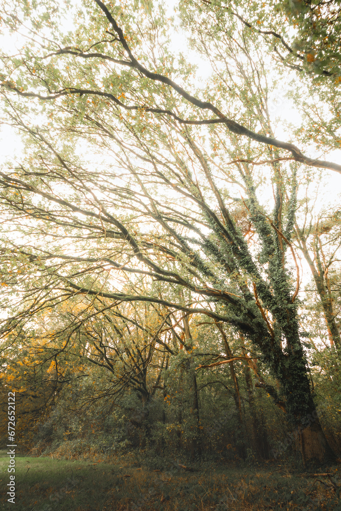 Colourful autumn forest in Hoge Kempen National Park, eastern Belgium during sunset. A walk through the wilderness in the Flanders region in November Colourful autumn forest in Hoge Kempen National Park, eastern Belgium during sunset. A walk through the wilderness in the Flanders region in November