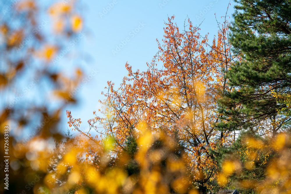 Fototapeta premium Herbstliche Aufnahme einer gold-gelb leuchtenden Baumkorne 