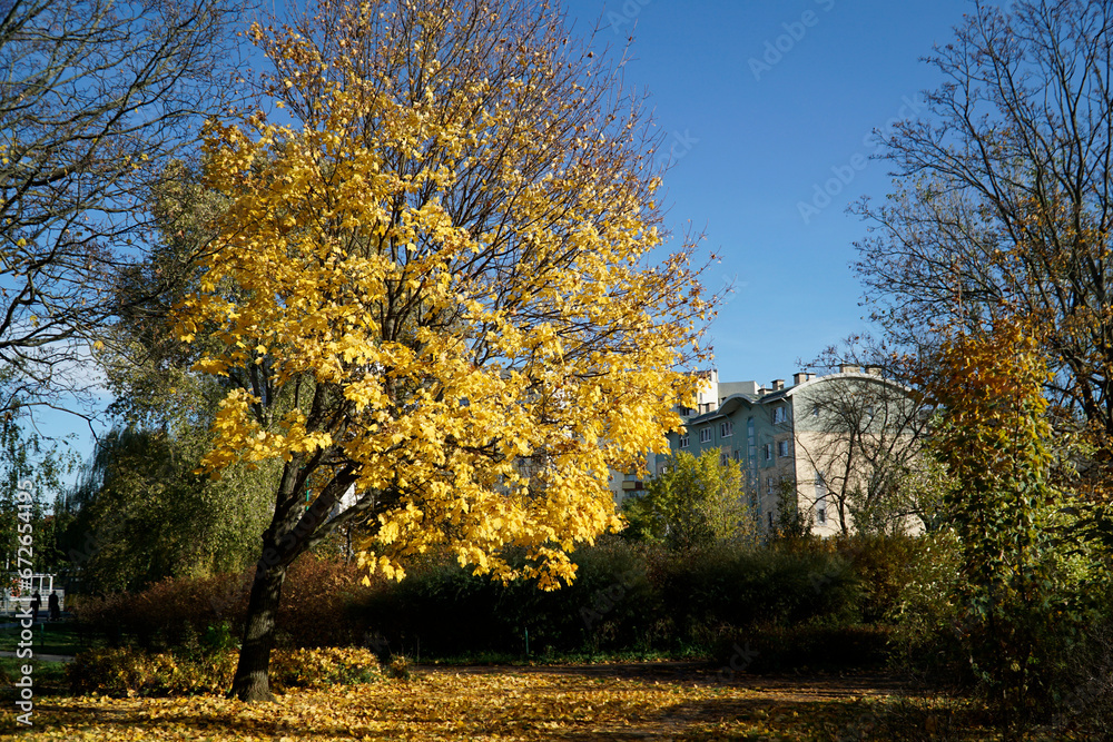 Tree in park with yellow leaves - fall time