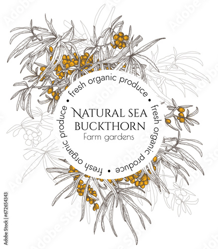 Vector template with sea buckthorn branches in engraving style